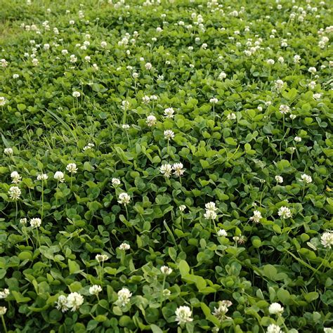 White Clover Lawn