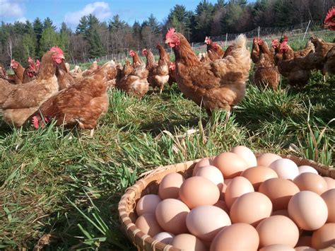 Pasture Raised Eggs — Jericho Settlers Farm, Inc.