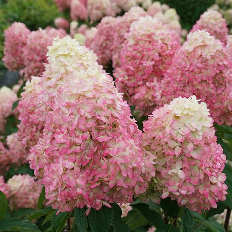 Limelight Prime® Panicle Hydrangea