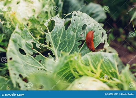 Spanish Slug Eating Cabbage Leaf in Summer Garden. Slug Damaging ...
