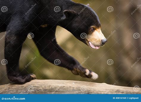 Sun Bear, Helarctos Malayanus, Beautiful Dangerous Animal From Asian ...