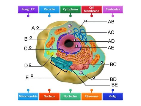 Cell Structure with Name Sign 的图像结果