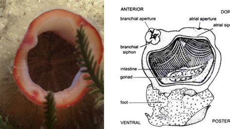Phylum Of Herdmania