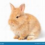 Image result for Light Brown Baby Bunny