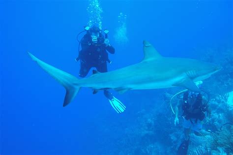 The Best Dive Resort in the Caribbean - Review of Hamanasi Adventure ...