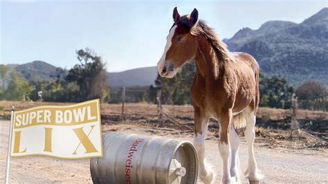 Why "Real Storytelling Works" for Budweiser’s Super Bowl Clydesdales ...