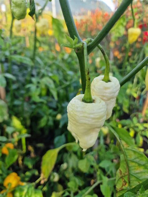 White Pepper Plant Gardens + Insects: Leaves Turning White And Papery