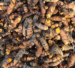 Sun-dried Turmeric pieces