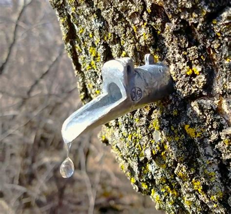 Image result for Making Maple Syrup
