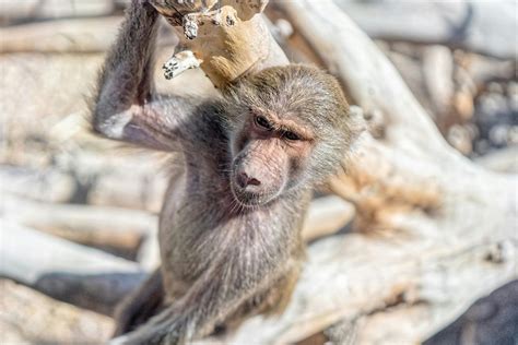 Middle Finger Monkey Photos, Download The BEST Free Middle Finger ...