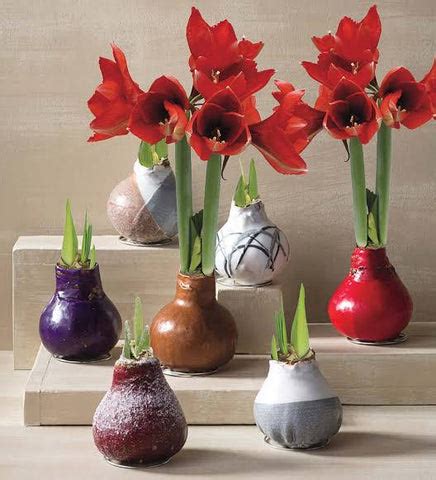 Get tips for growing beautiful Amaryllis bulbs in your garden - Urban ...