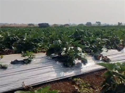 Madhya Pradesh Farmer Doubles Profits with Strawberry Cultivation