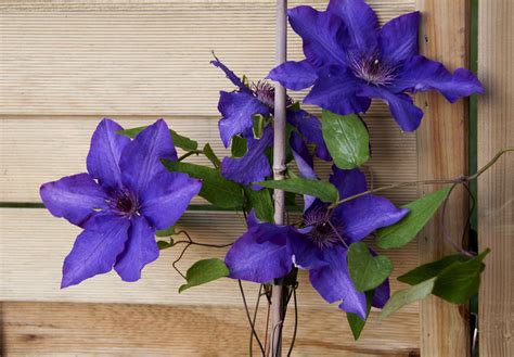 Clematis 'The President' - Pépinière Cramer Inc.