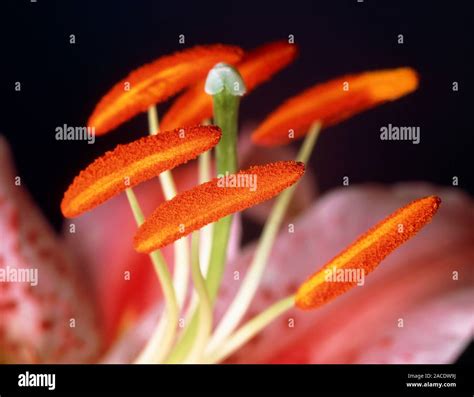 Lily. Macrophotograph of a lily flower (Lilium x 'Mona Lisa') showing ...