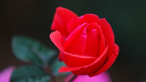 五个最简单区分玫瑰与月季方法，具体内容 - 天晴经验网