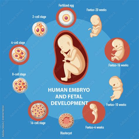 Image result for Human Embryonic Development