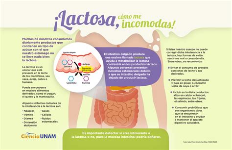 INFOGRAFÍA: La Lactosa en tu estómago - Ciencia UNAM