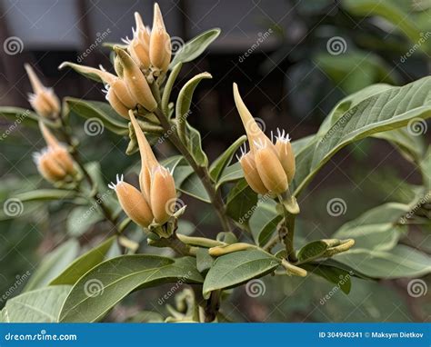 Ashwagandha (Withania Somnifera) Stock Photography | CartoonDealer.com ...