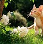 Image result for Cute Animals in Spring