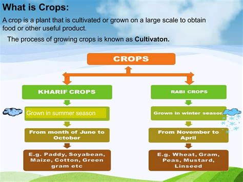 Image result for Vegetative Reproduction Class 5 Activity