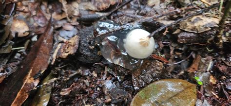 I think I found calistoma insigne while hiking in Malaysia? How does this this reproduce? : r ...
