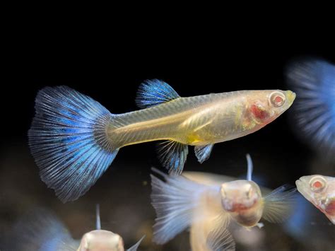 Albino Guppy photo