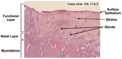Image result for Endometrium Functional Layer