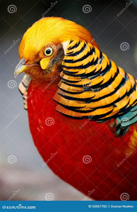 Beautiful Male Golden Pheasant Bird Stock Photo - Image of outdoor ...