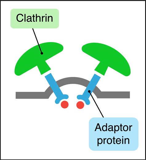 Vesicles Cell 的图像结果