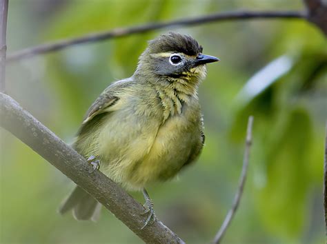 White-browed White-eye - eBird