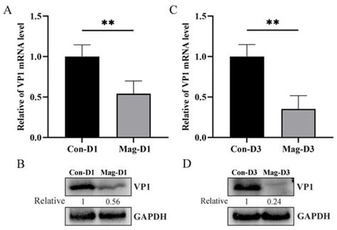 Inhibition of Bovine Enterovirus Infection by Magnolol via Modulating ...