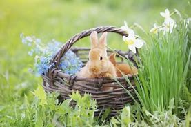Image result for Spring Bunnies Animals