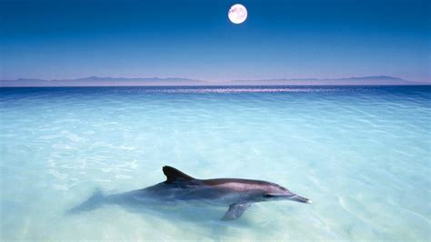 Dolphin Wallpapers | Best Wallpapers