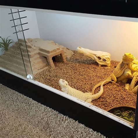 40 DIY Bearded Dragon Tank Setup Ideas For Creative Owners – Acuario Pets