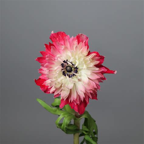 Image result for Ruby Red Bihass