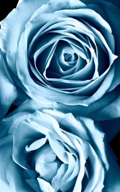 Light Blue Roses Wallpapers - Wallpaper Cave