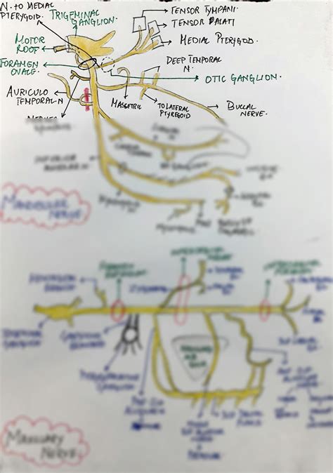 SOLUTION: Easy diagrams of maxillary and mandibular nerves and its branches - Studypool