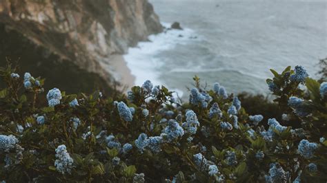 Download wallpaper 3840x2160 lilac, flowers, sea, rocks, coast 4k uhd ...