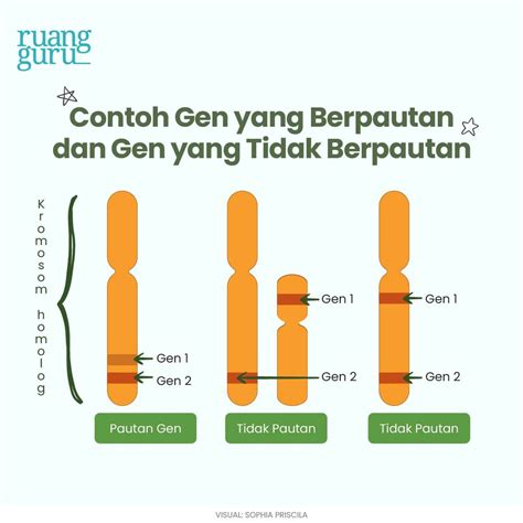 4 Macam Pola Hereditas pada Makhluk Hidup | Biologi Kelas 12 - Belajar Gratis di Rumah Kapan Pun ...