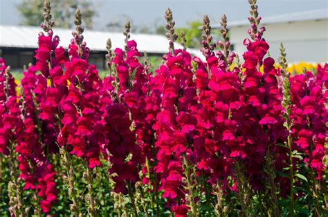 Red Snapdragon Flowers