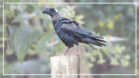 Know All Types Of Ravens (ID, Picture, Geographic Range & Size)