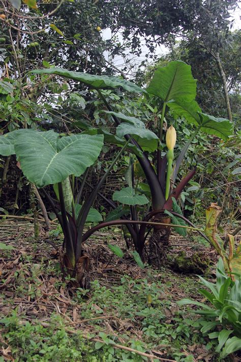 Xanthosoma sagittifolium (L.) Schott | Plants of the World Online | Kew Science