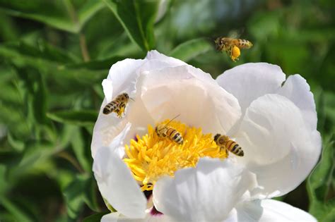 四川华蓥：花开迷人眼 丛间蜜蜂忙-人民图片网
