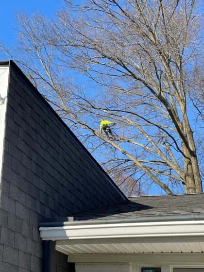 Image result for Monster Tree Pruning