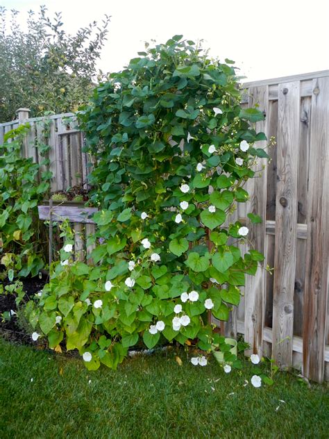 White Morning Glory Flowers on Wooden Fence
