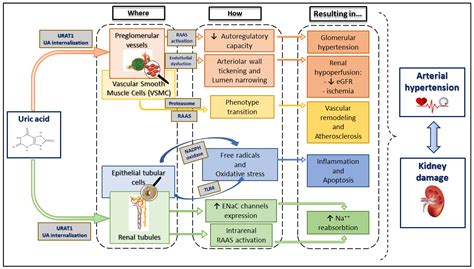 Non-Haemodynamic Mechanisms Underlying Hypertension-Associated Damage in Target Kidney Components