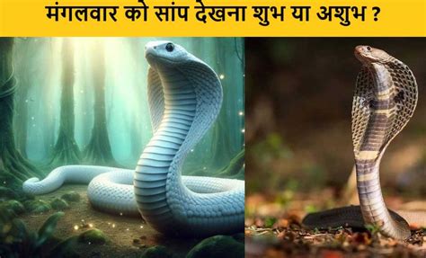 मंगलवार के दिन सांप देख लिया तो हो जाइए सावधान ऐसे देते हैं संकेत