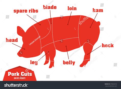 Pork Cuts Infographic Set Meat Parts Stock Vector (Royalty Free) 379632310