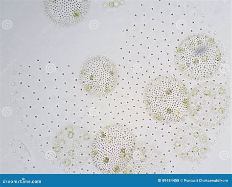 Volvox is Genus of Chlorophyte Green Algae Stock Photo - Image of daughter, micro: 89484458