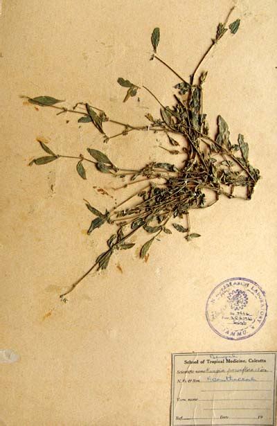 Rungia parviflora
